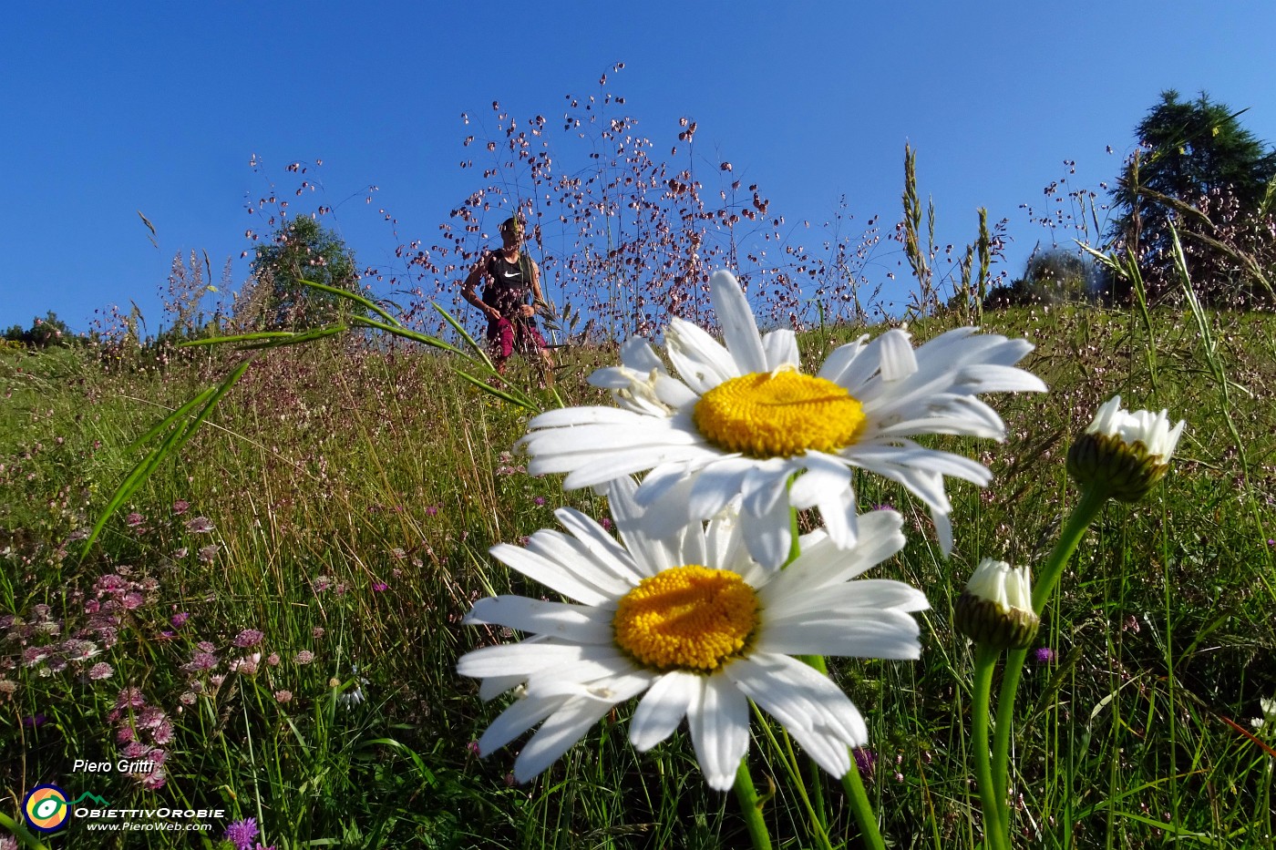 09 Splendide margherite in Alpe Arera.JPG